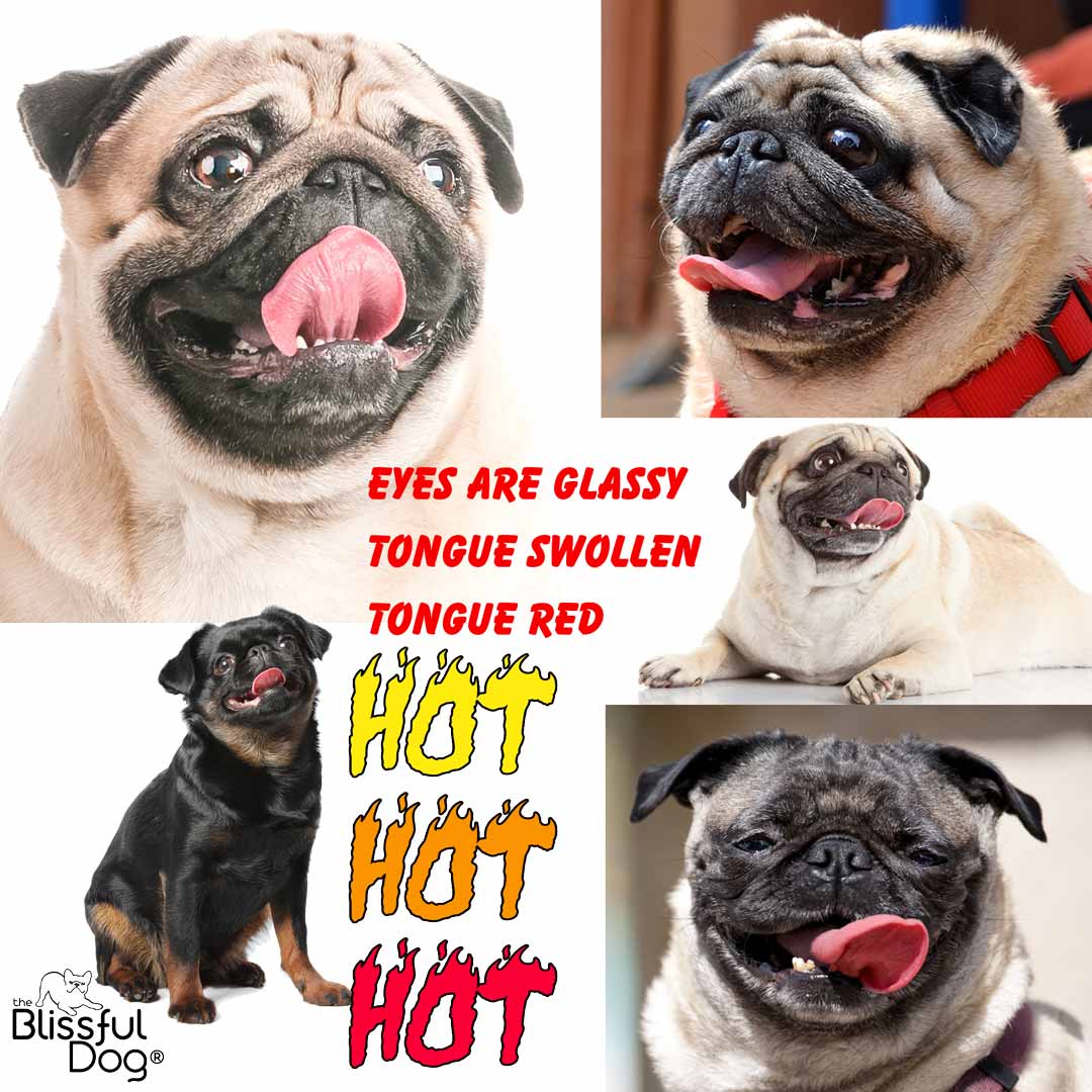 pugs overheat